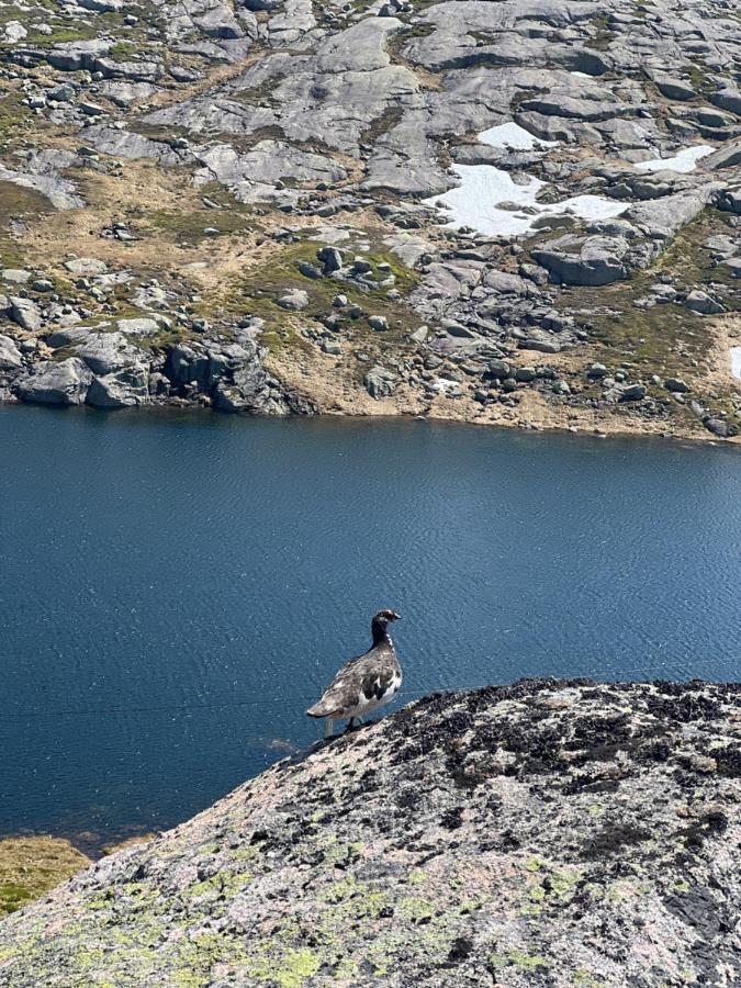 Flott Leilighet Pa Haugen I Sirdal Tjorhom Zewnętrze zdjęcie